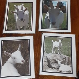 White Goat Blank Photo Card Set